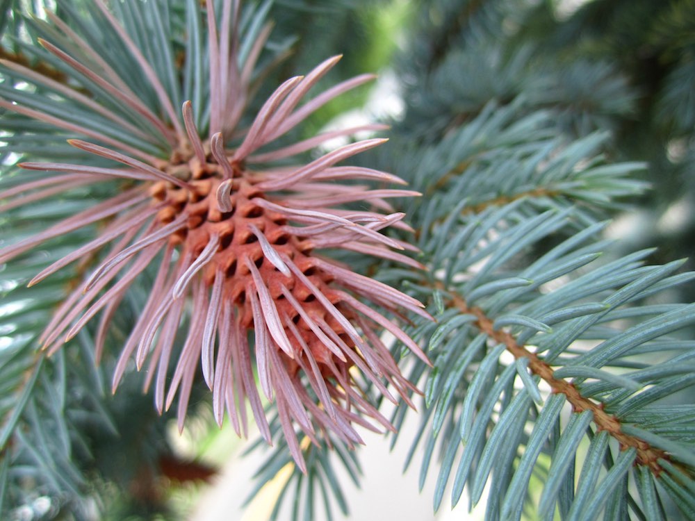 Photo of a spruce cone with galls