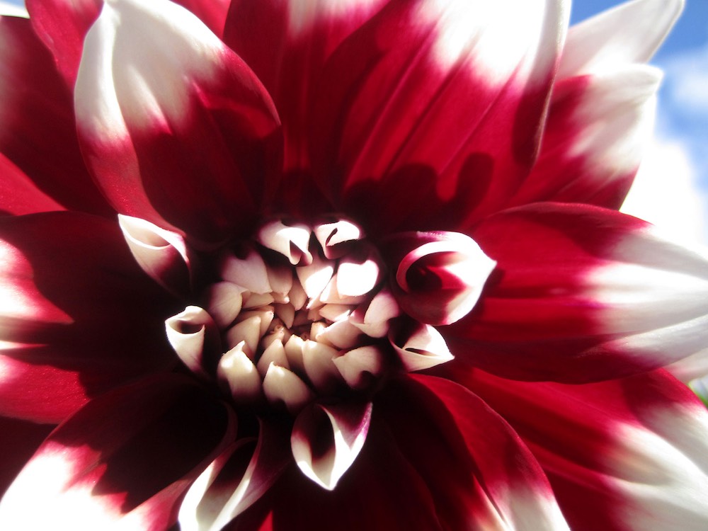 Photo of a dahlia flower